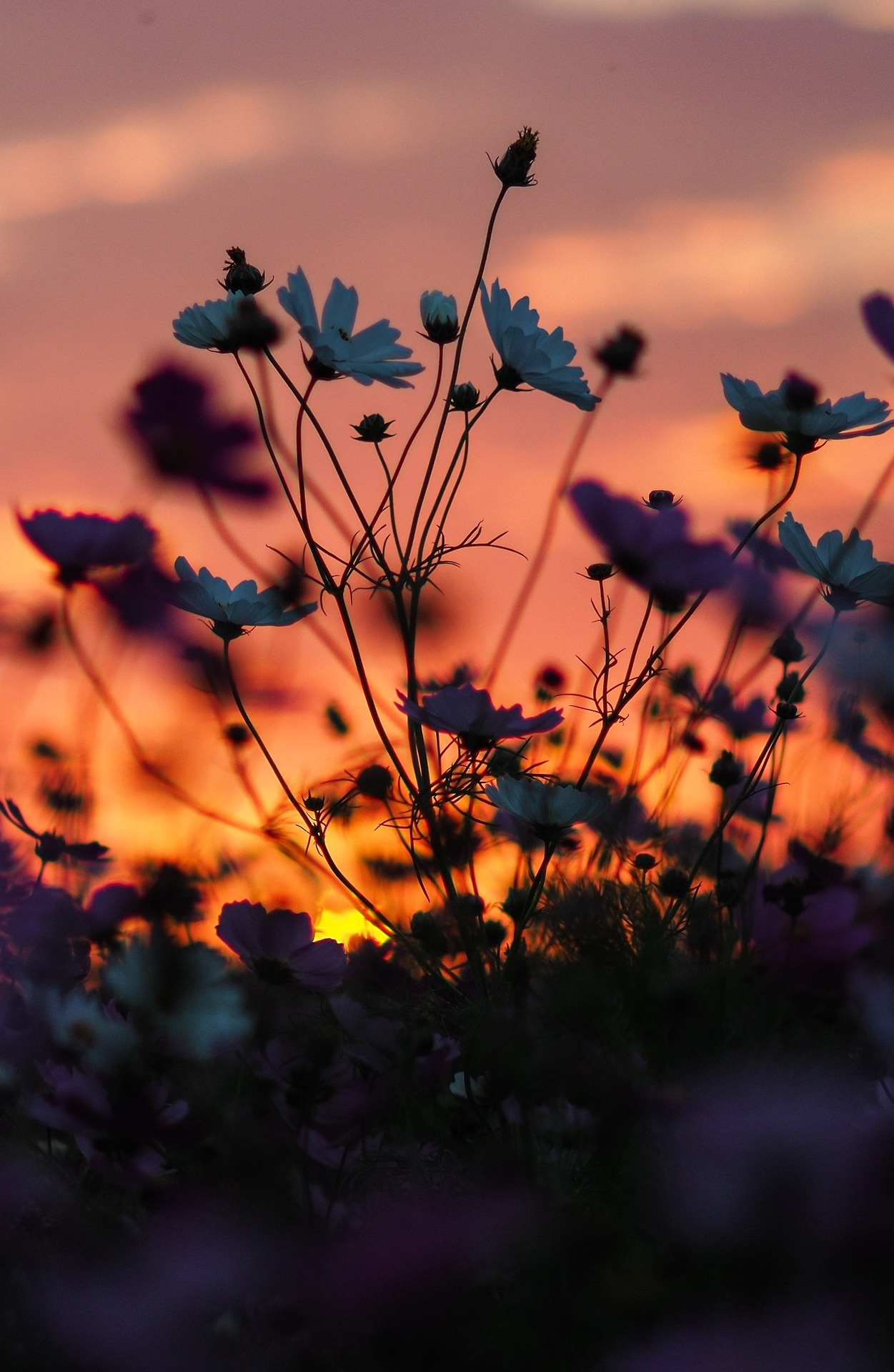 sunset with flowers