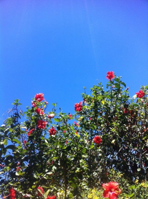 merloser:things r looking up, even the flowers