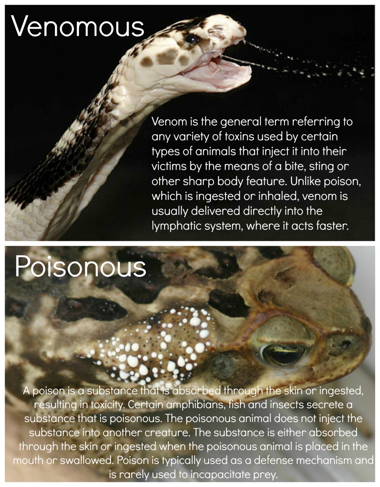 Reptile World, Venomous Vs. Poisonous There Is A Difference...