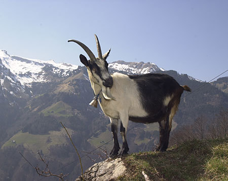 ainawgsd:Peacock Goats are also known as “Pfauenziege” Their...