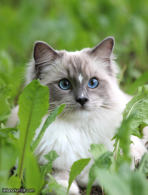 jossisgod:booksandcatslover:isriana:More pics of my ragdoll...