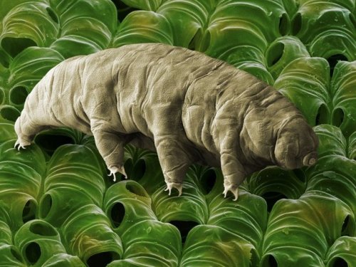 Tardigrades– the micro-animals whose electron micrographs (like...