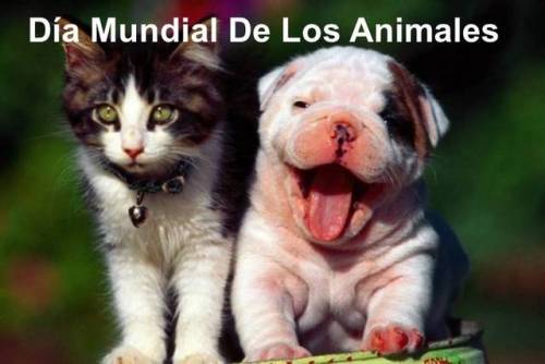 Hoy 4 de Octubre se celebra el Día Mundial de los Animales, por...