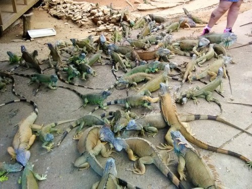 The Iguana Farm on Rotan. Hundreds and hundreds of iguanas...