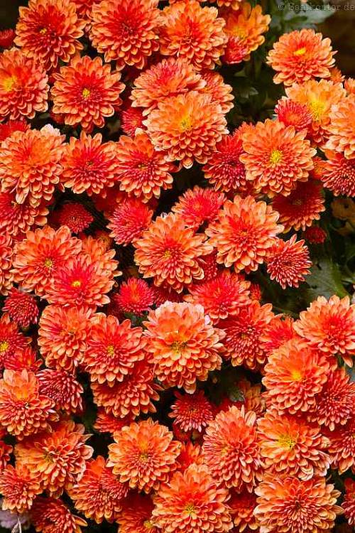 saatkontor:Garden Mum / Herbst Chrysantheme (Chrysanthemum...