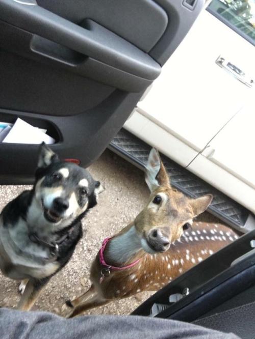 dawwwwfactory:My past neighbor rescued a fawn and it’s grown...