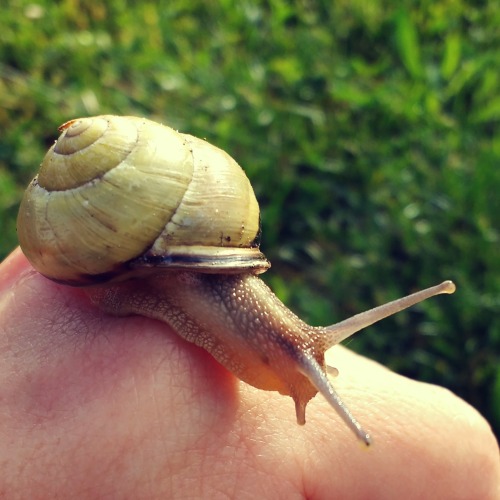 snail poop