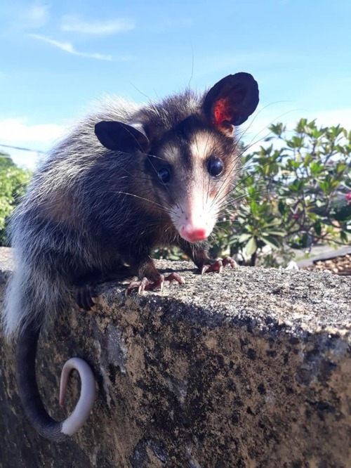 catsbeaversandducks:Baby The Opossum And Diego The CatBest...