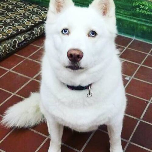 shelterpetproject:Queen Sansa is 2 years old and ready to meet...