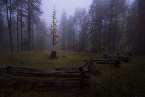 landscape nature forest trees fog mist magical aesthetic