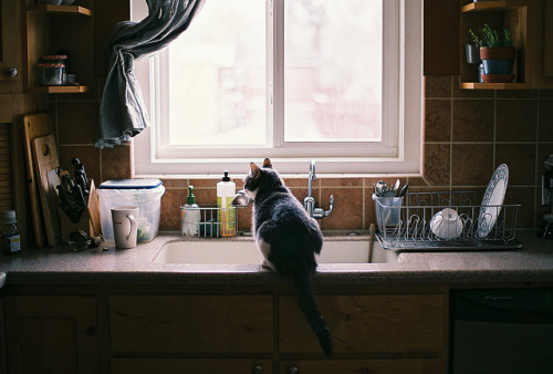 priveting:ミルク by tomilym on Flickr.Please check out my Vintage...