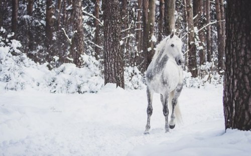 orlovtrotter:Orlov Trotter stallion Omul’ (”Cisco”)By: Rita...