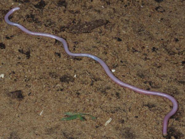 Reptile Facts Rhamphotheca Pink Blind Snake Discovered In