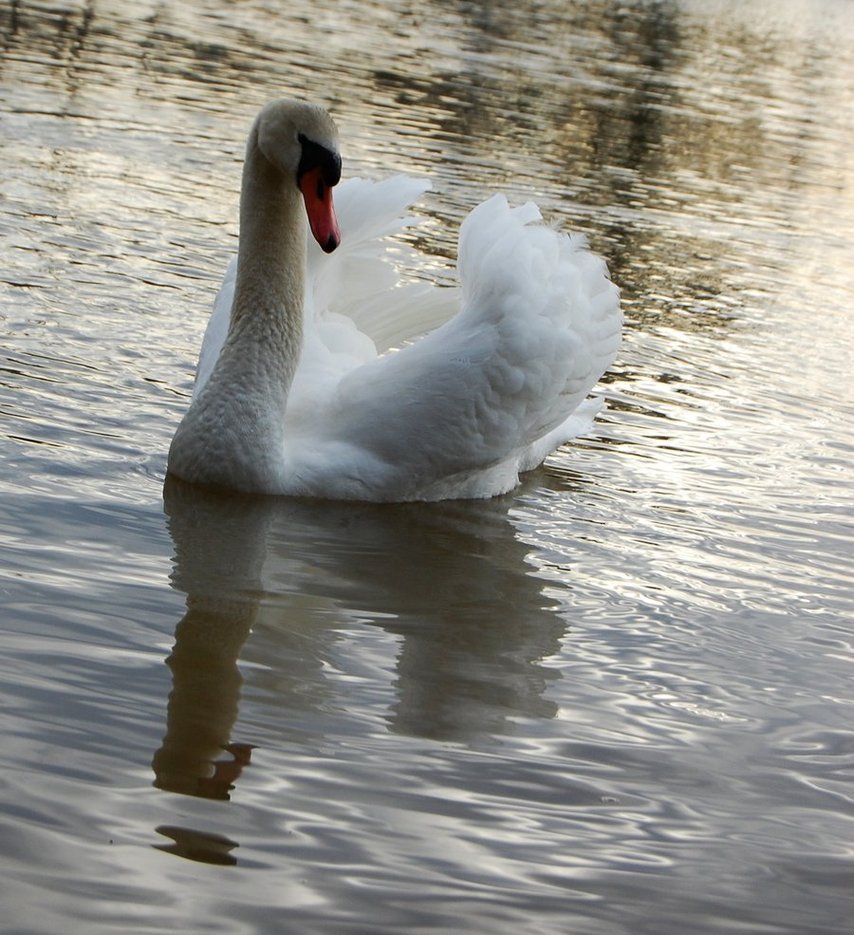 omg-bama: “swan by xthumbtakx ”