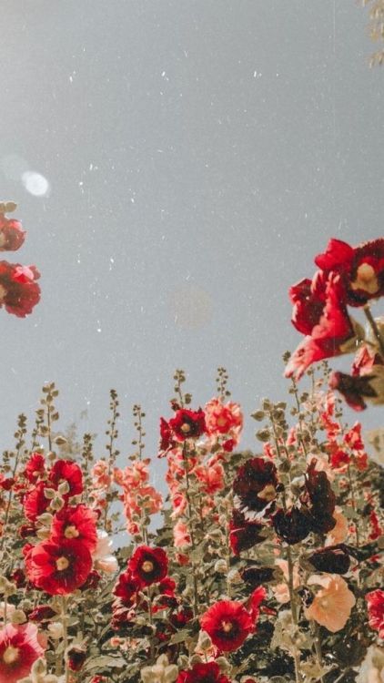 folklifestyle:Just Pinned to *Landscapes: red flowers #style...