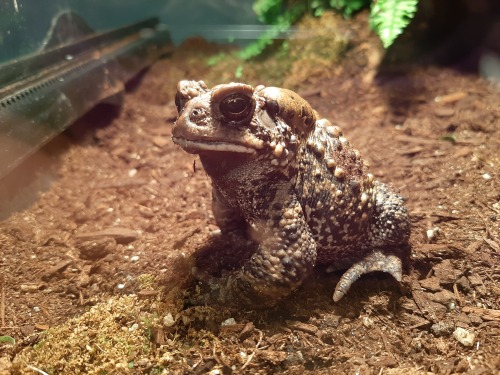toadsandtiels