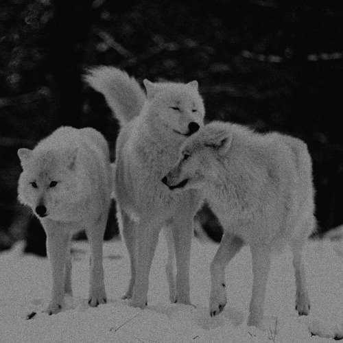 artic wolf on Tumblr