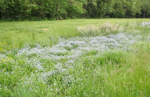 geopsych:A meadow to remember. ;-)