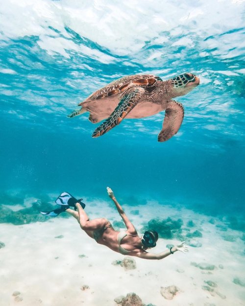 sereia ocean tropical explore animals luadoarpoador sea oceancuresall