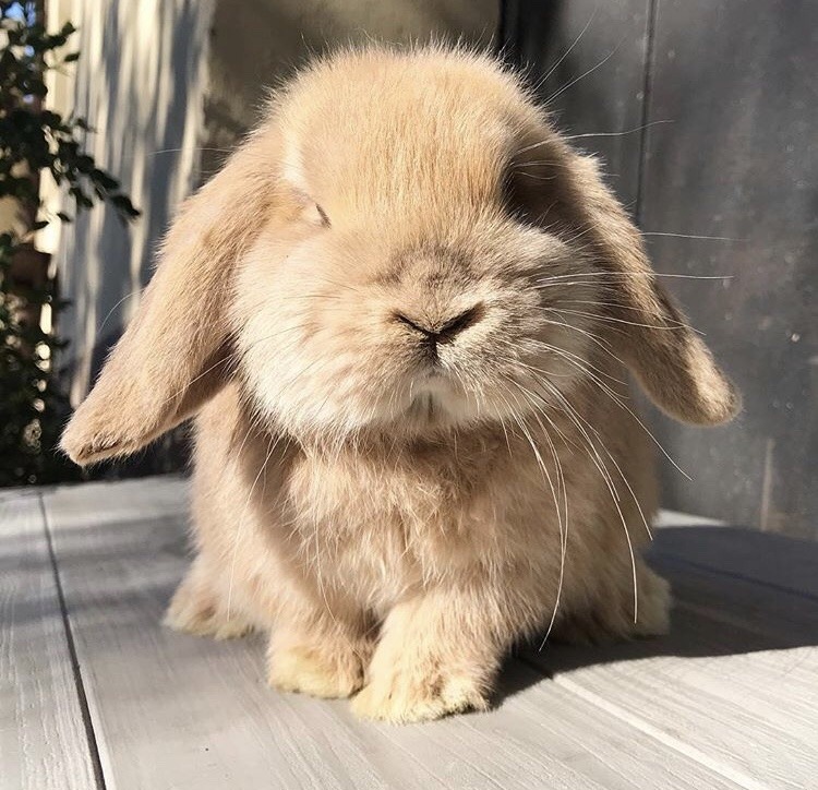 bunnies on Tumblr