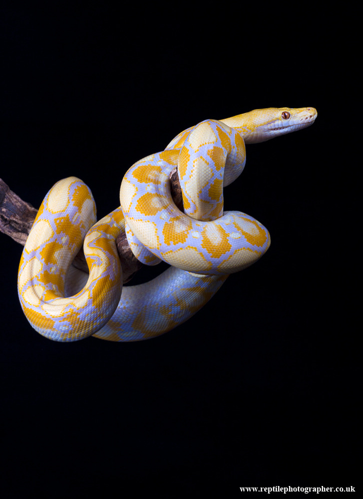 Reptile facts lavender albino reticulated python python 