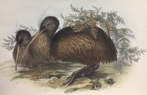 J. Gould, Birds of AustraliaPublished by subscription and issued...