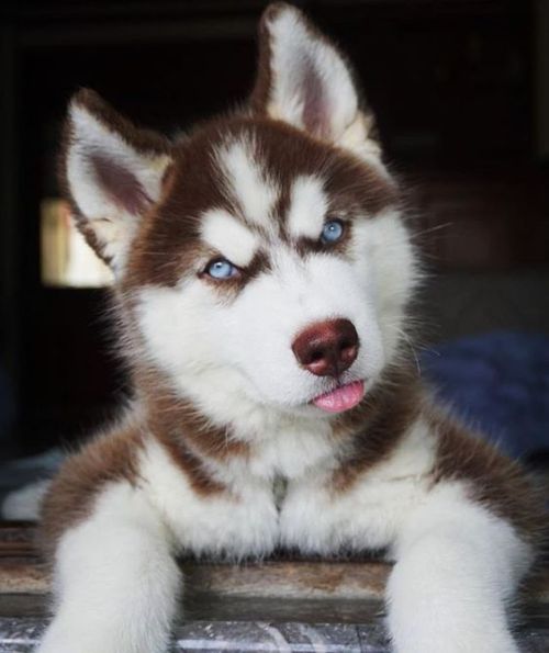 aww-so-pretty:Husky lover