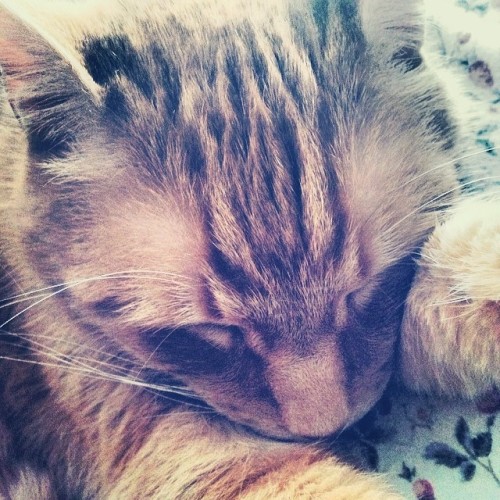 Sleeping Chewie #vscocam #cats #catsofinstagram #edits #closeup...