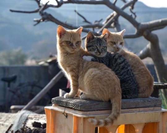 The lovely cats on Cat Island.