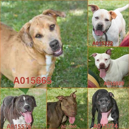 #TEXAS@Regran_ed from @fortbendcountydogs - URGENT! Adoption...