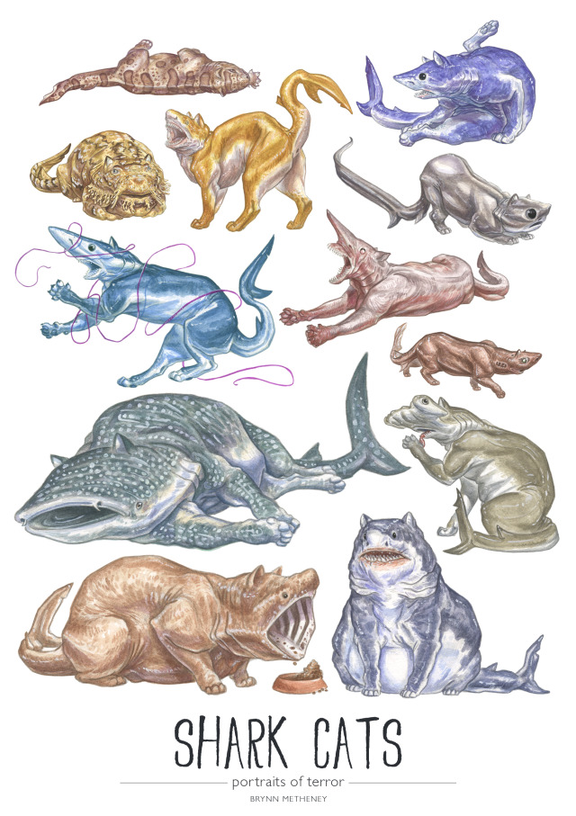 BRYNN METHENEY All 12 Shark  Cats  species  from the 2014 
