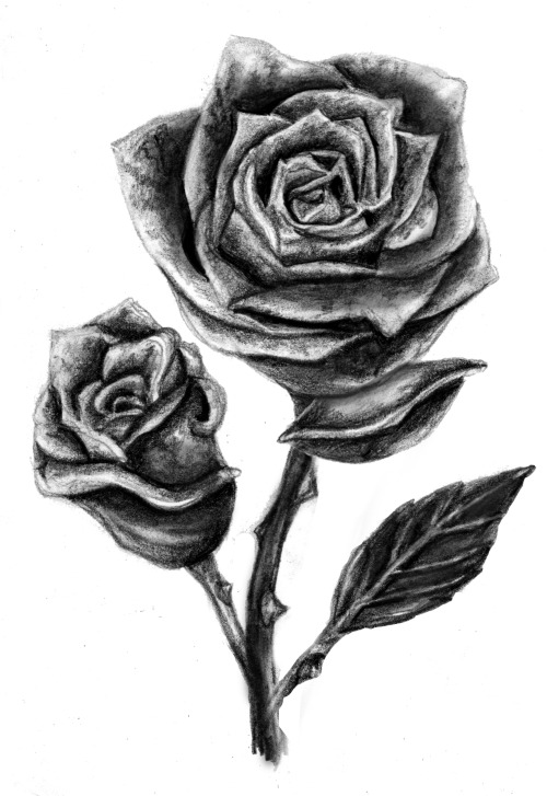 rose drawing on Tumblr
