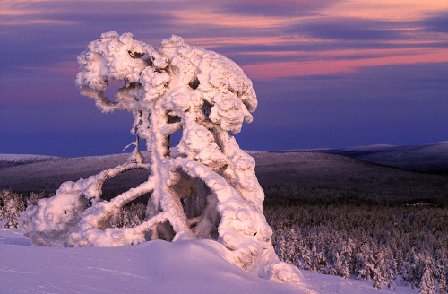 nubbsgalore:in finland’s riisitunturi national park, siberian...