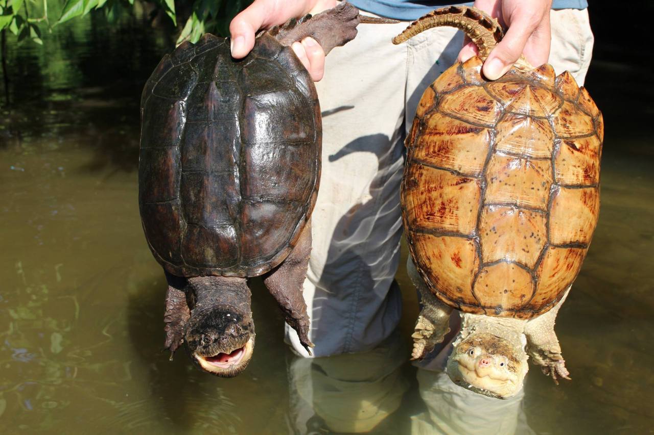 Leucistic Snapping Turtle Found in Virginia... - Rhamphotheca