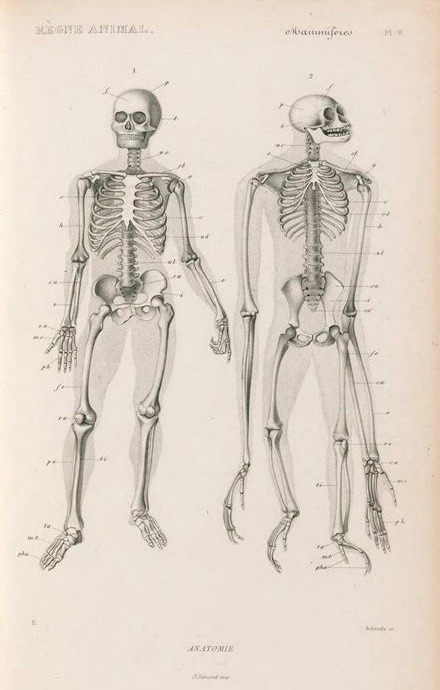 nemfrog - Plate 9. Skeleton of a gibbon and a human...