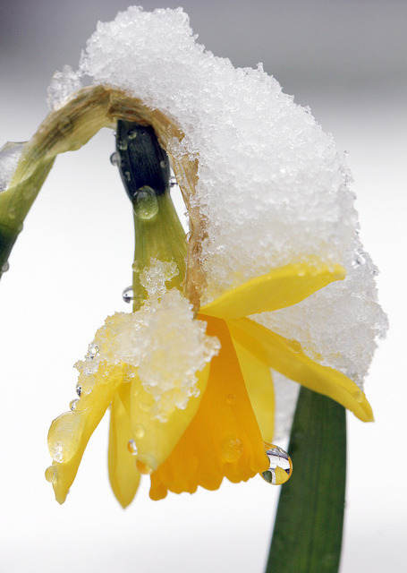 peonyandbee: âSpring daffodil after snow 3 by Jim_Higham on Flickr. â