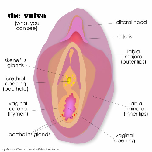 The Ejaculate Comes From The Skenes Glands Which Are Small Glands Located Above The Vaginal Canal And Around The Urethra Where Pee Comes Out The Ejaculate Comes From The Skenes Glands Which Are Small Glands Located Above The Vaginal Canal And Around The Urethra Where Pee Comes Out