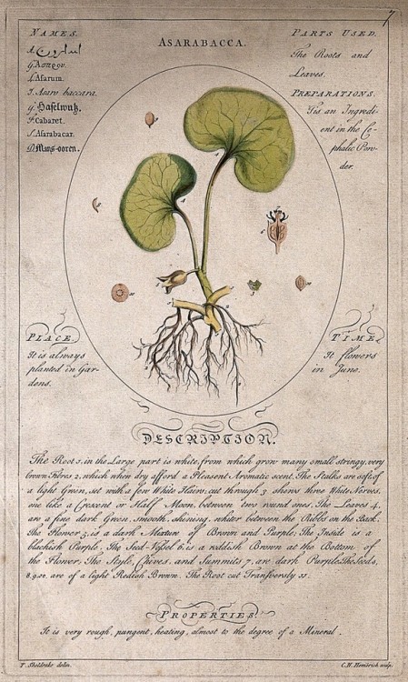 heaveninawildflower:Botanical illustrations (London, 1759) by...