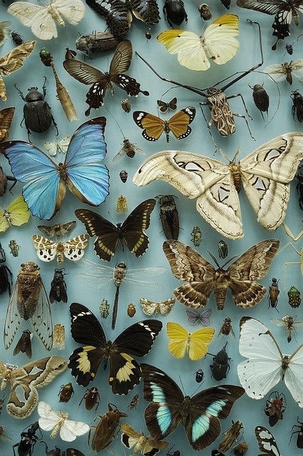 theoddcollection:Butterfly specimens, Museum of Natural History,...