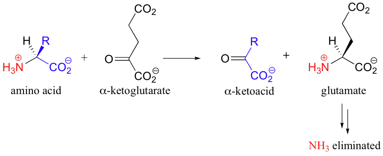 Кетоглутарат. Глутамат в Альфа кетоглутарат. Α-кетоглутарат формула. Глутамат в Альфа геминоглутарат. Альфа кетоглутарат формула.