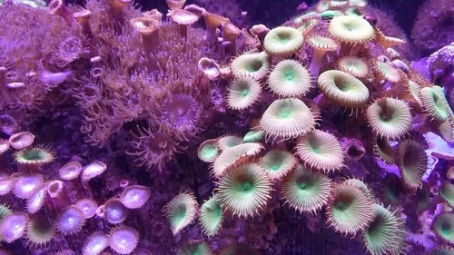 biologyboop:Coral will forever be one of my favorite animals....