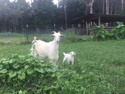 Smug Baby Goat Meme