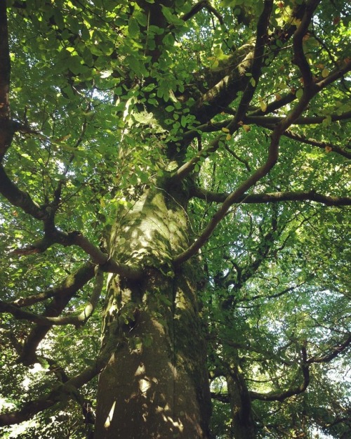 gnomegogo:Beech beauty #beechwood #trees #beechtree #nature...