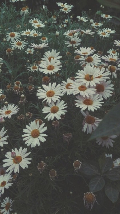 hipsterized daisies | Tumblr

