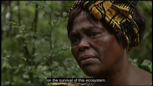 bougainvillieas:Taking Root: The Vision of Wangari Maathai....