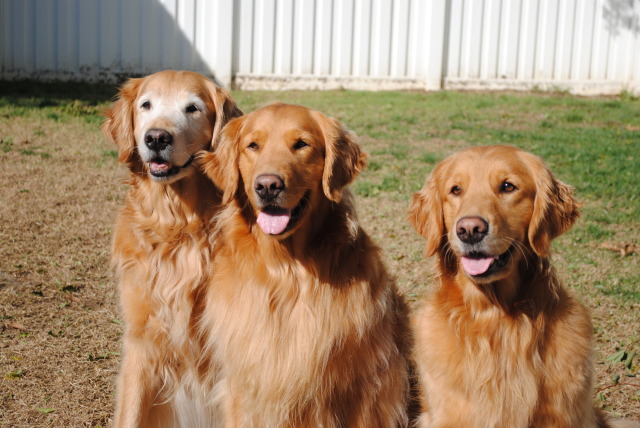 Pawsitively Powerful — Can’t forget the 3 Golden girls! On the top, 3...