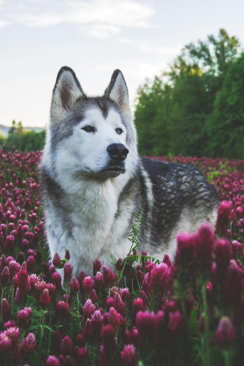 lsleofskye:Stings like a bee | loki_the_wolfdog