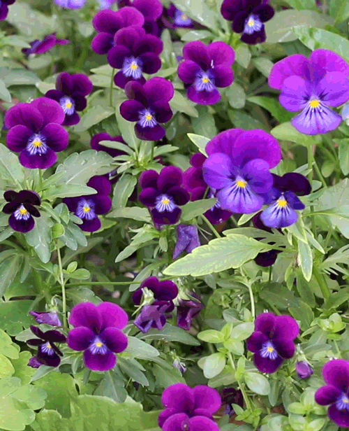 Closer to the Wind | Violas My favorite happy flowers :) gif by...