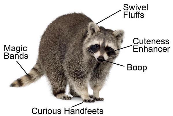 Your daily dose of raccoon — Raccoon muscle/bone structure studies? Thanks!