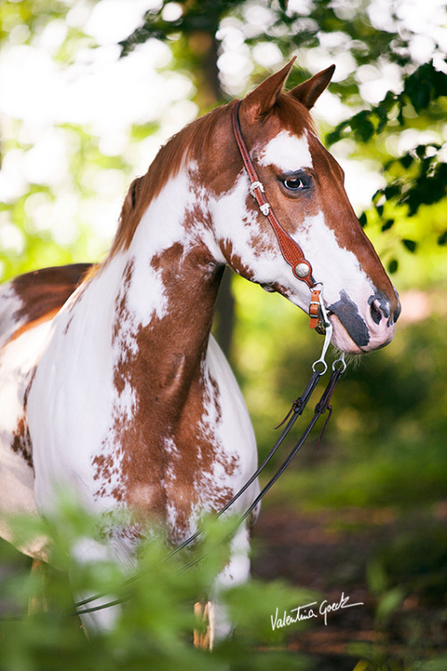 scarlettjane22:Paint Horse Mare Roseby valentina-86